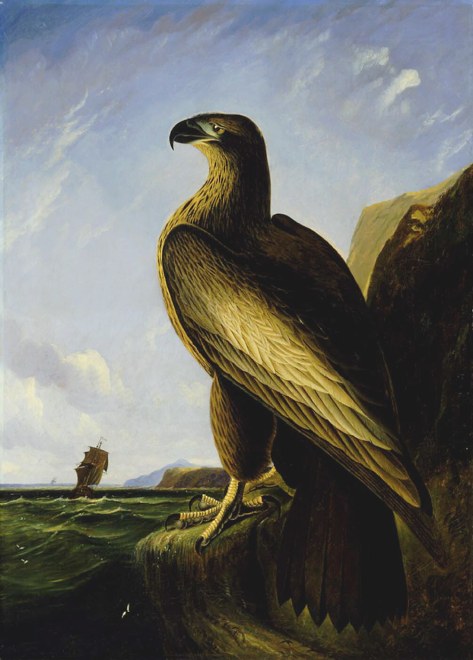 Washington's eagle